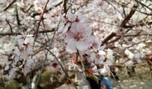 描写桃花样子的段落