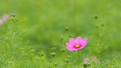 春天的美丽句子