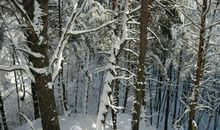 描写冬天寒冷的好段