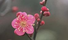 形容春光明媚的句子