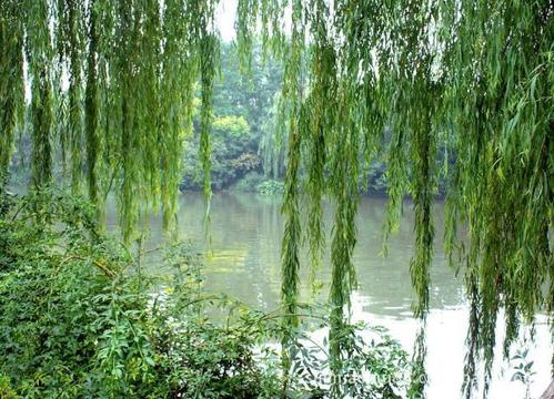 美丽的句子描述柳树
