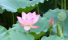 荷花优美的句子