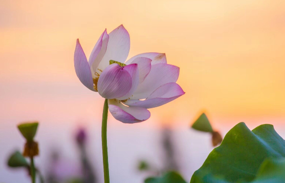 夏季大阳节美好愿望