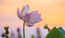 大暑节气唯美祝福语大全 适合大暑发送的祝福语