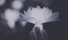 安抚失去亲人的话语