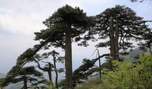 关于松树的诗句