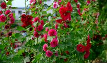 形容花美丽的句子