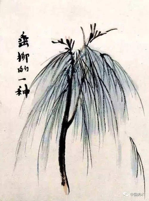 描述松树外观的段落