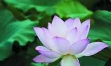 关于描写荷花的段落