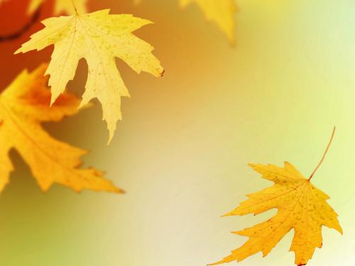 关于描述落叶的句子