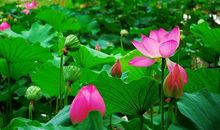 关于描写荷花的句子