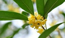 描写桂花气味的句子