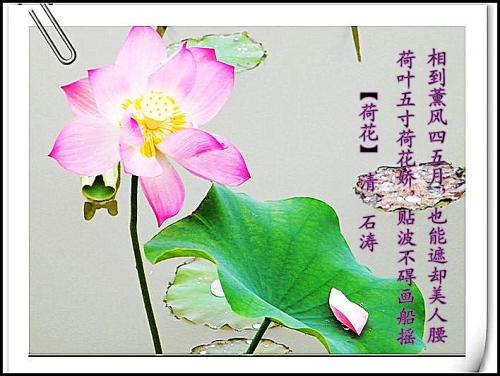 赞美莲花的诗句