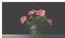 被爱人欺骗与背叛句子