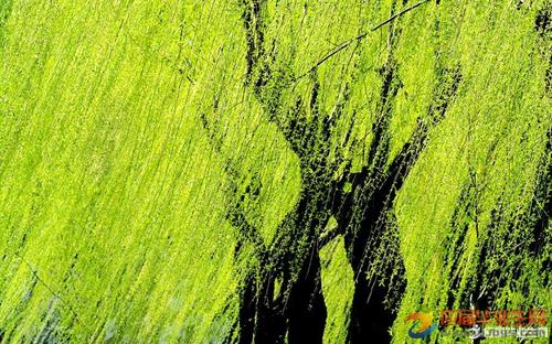 关于描述柳树的诗