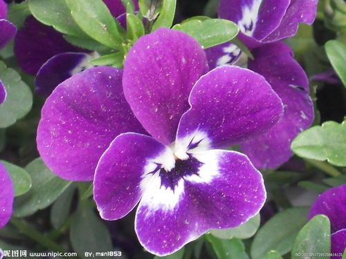 描述蝴蝶花的句子