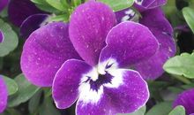 描写蝴蝶花的句子