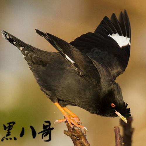 关于描述鸟类的句子