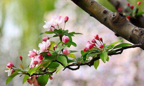 描写春天的花朵的诗