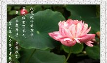 描绘荷花的句子