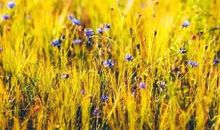 梦想的励志句子