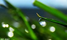 关于描写露珠的句子