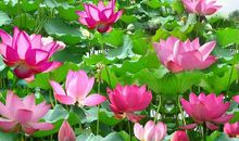 描写荷花的好句子