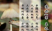 歌颂友情的诗句古诗