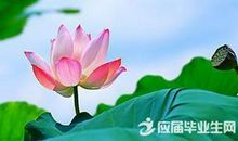 收集描写荷花的诗句