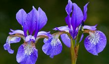 爱情优美的经典语句