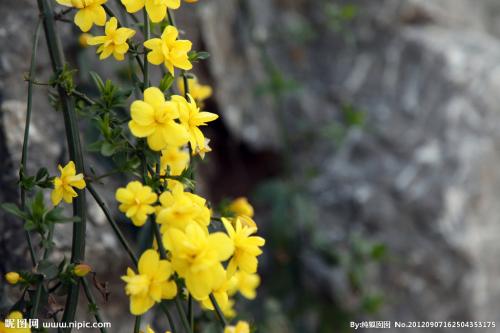 冬季茉莉花的诗句