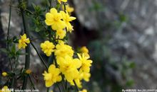 迎春花的诗句