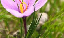 以花抒情的诗句