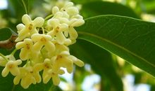 关于桂花的诗句大全