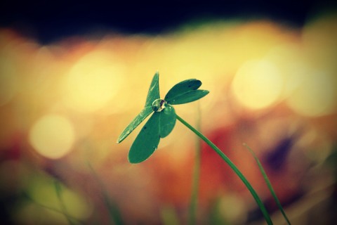 关于露珠的句子