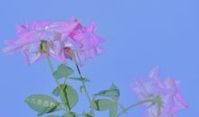 致自己一段正能量的话 充满阳光的正能量语录