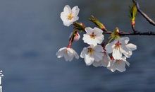 描写春节的段落