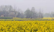 家乡景物描写片段