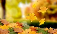 描写秋天落叶的句子