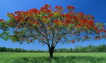 关于树的励志名言