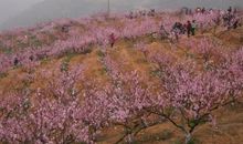 描写桃花林的段落