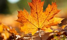 描写落叶的优美句子