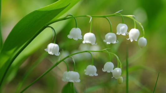 描写春天之美的诗