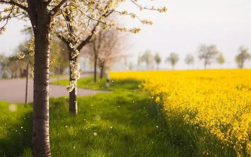 句子描述春天的阳光