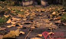 描写秋天伤感的句子