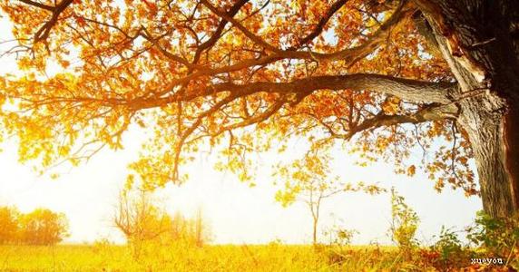 关于秋天的声明