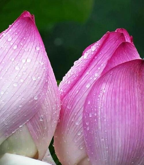 赞美你的知己的句子