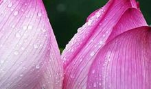 赞美知己的句子