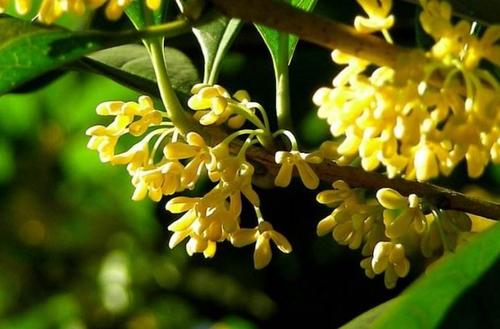 描述桂花的好句子