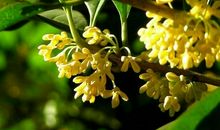 描写桂花的好句